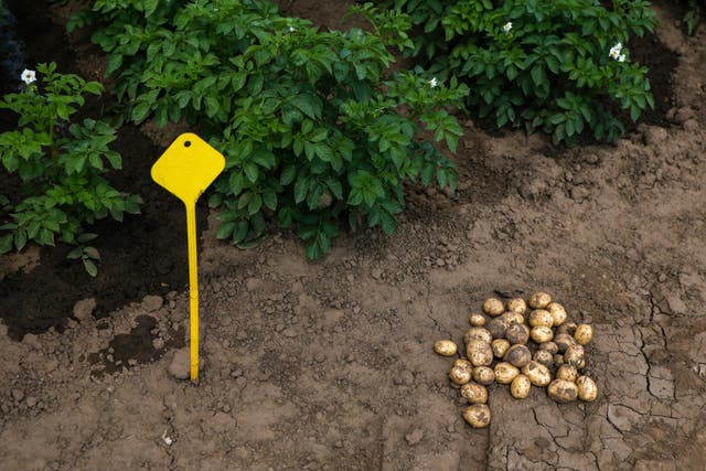 Potatoes on Langrick Farm where Tesco and its suppliers are trialling low carbon technologies (Tesco)