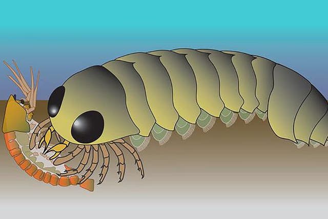 <p>Investigadores de la Universidad de Arizona estudiaron el cerebro fosilizado de Mollisonia symmetrica, una especie extinta del período Cámbrico que antes se creía antecesora de los cangrejos herradura</p>
