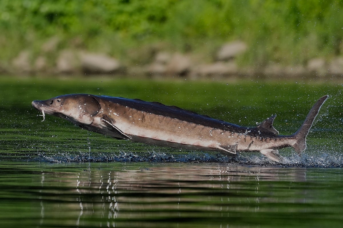 Leaping sturgeon provide a show for nature lovers on Maine rivers