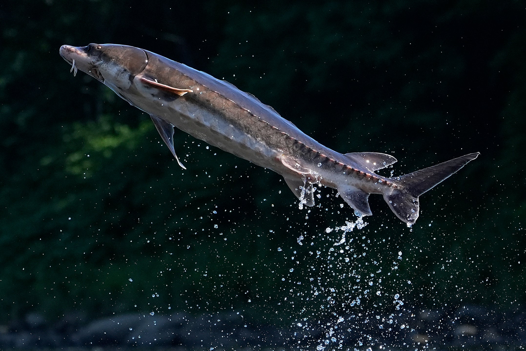 Leaping Sturgeon