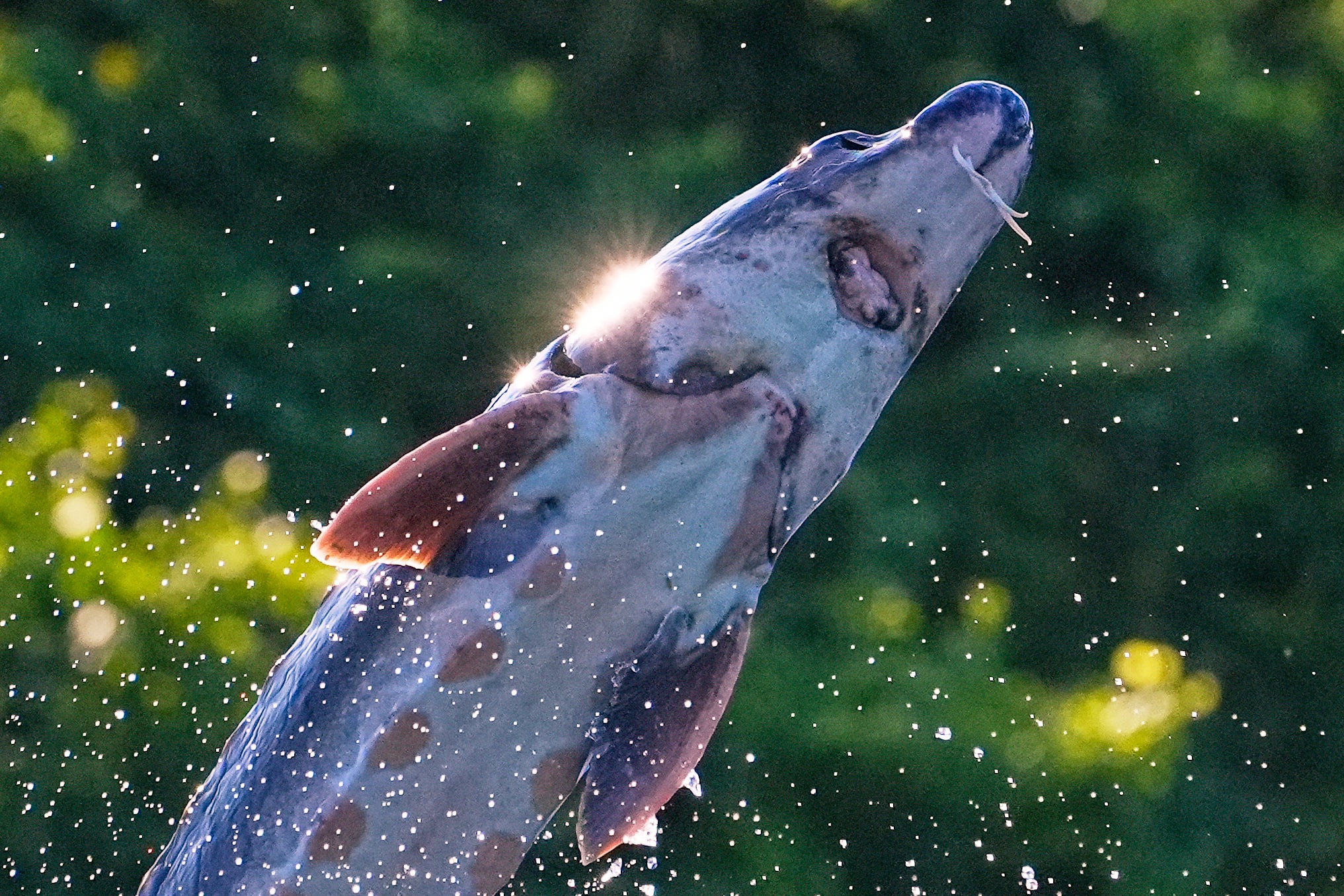 Leaping Sturgeon