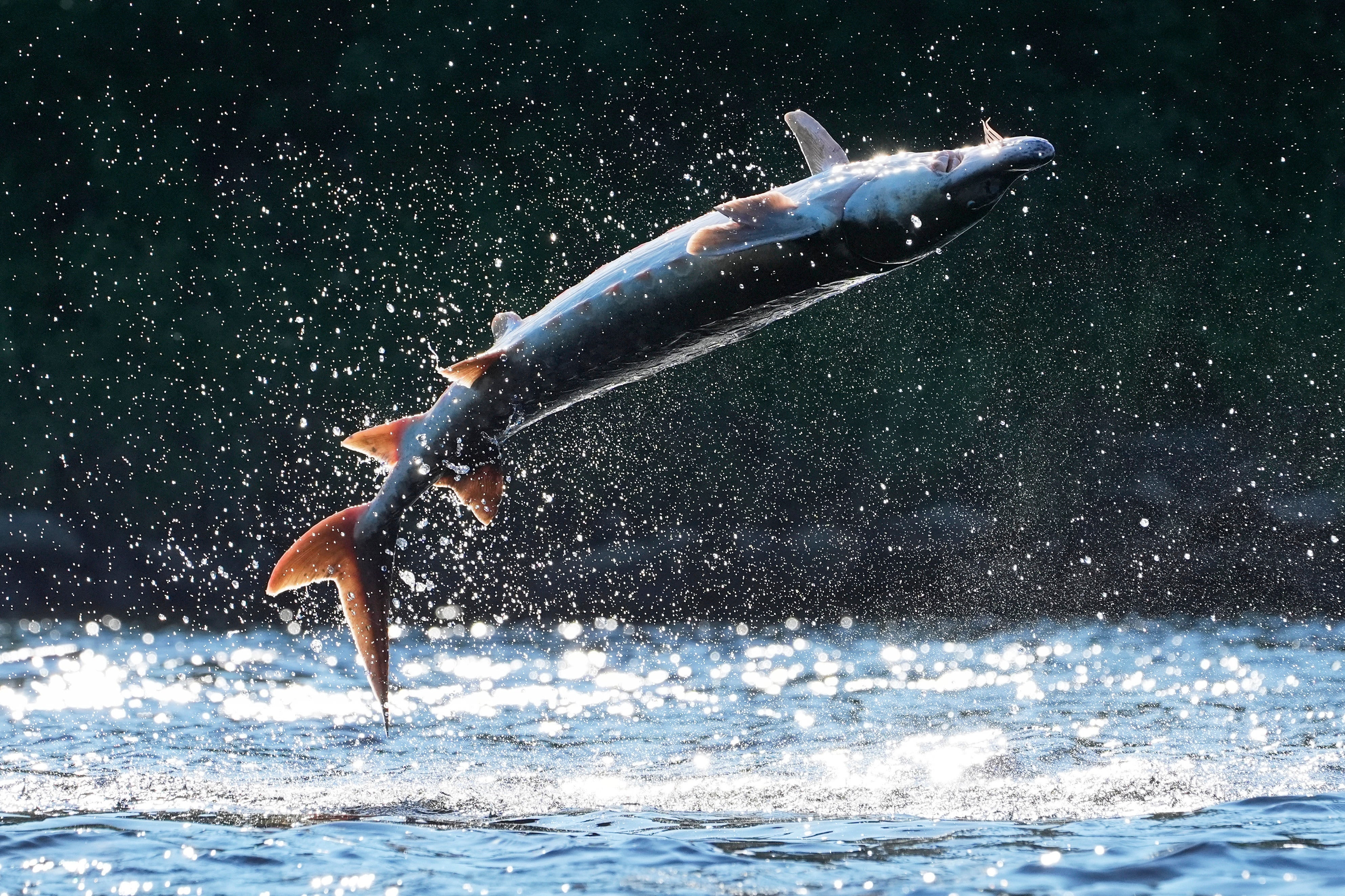 Leaping Sturgeon