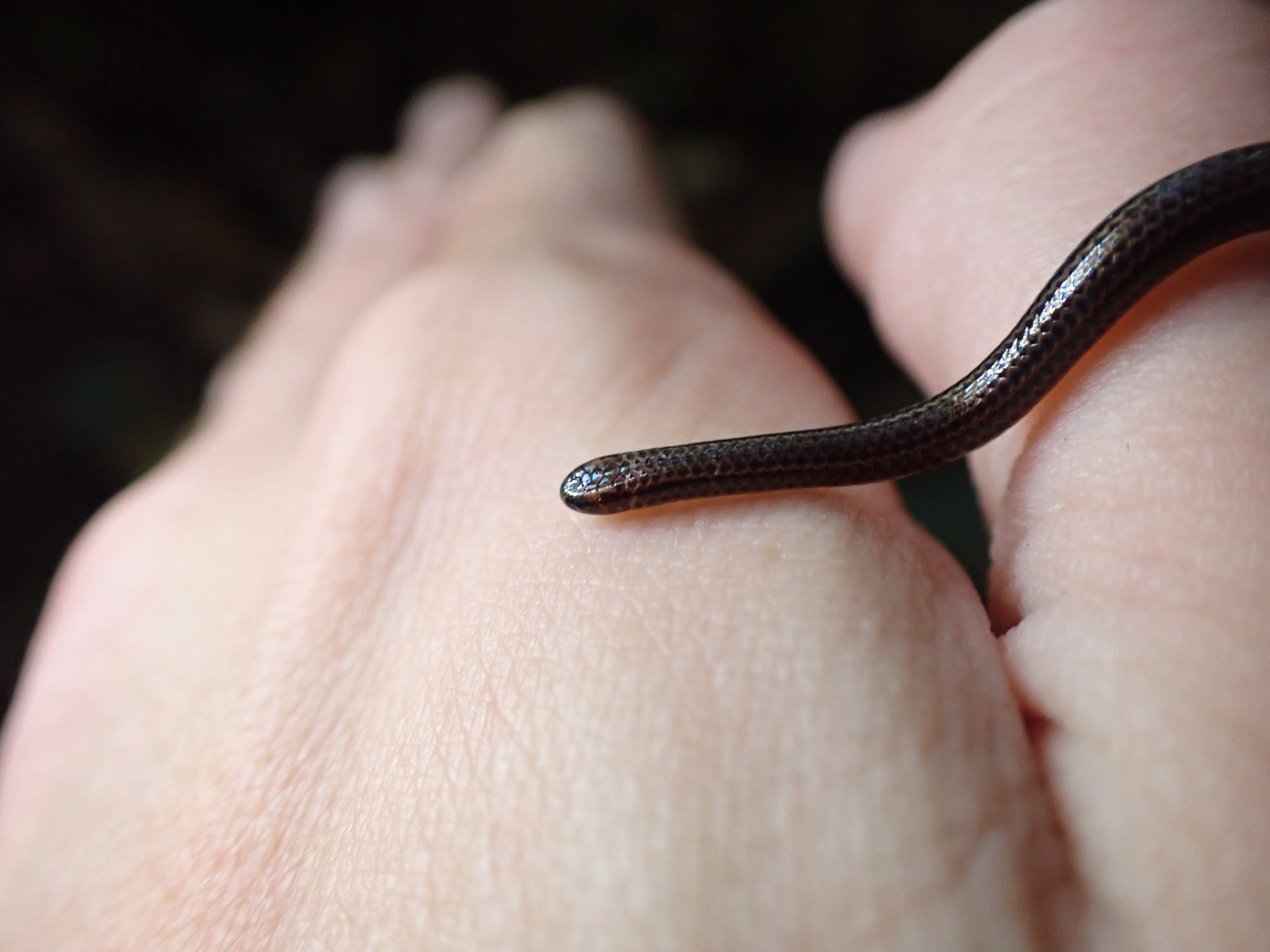 The Re:wild conservation group, which is collaborating with the local environment ministry, announced the rediscovery of the Barbados threadsnake Wednesday