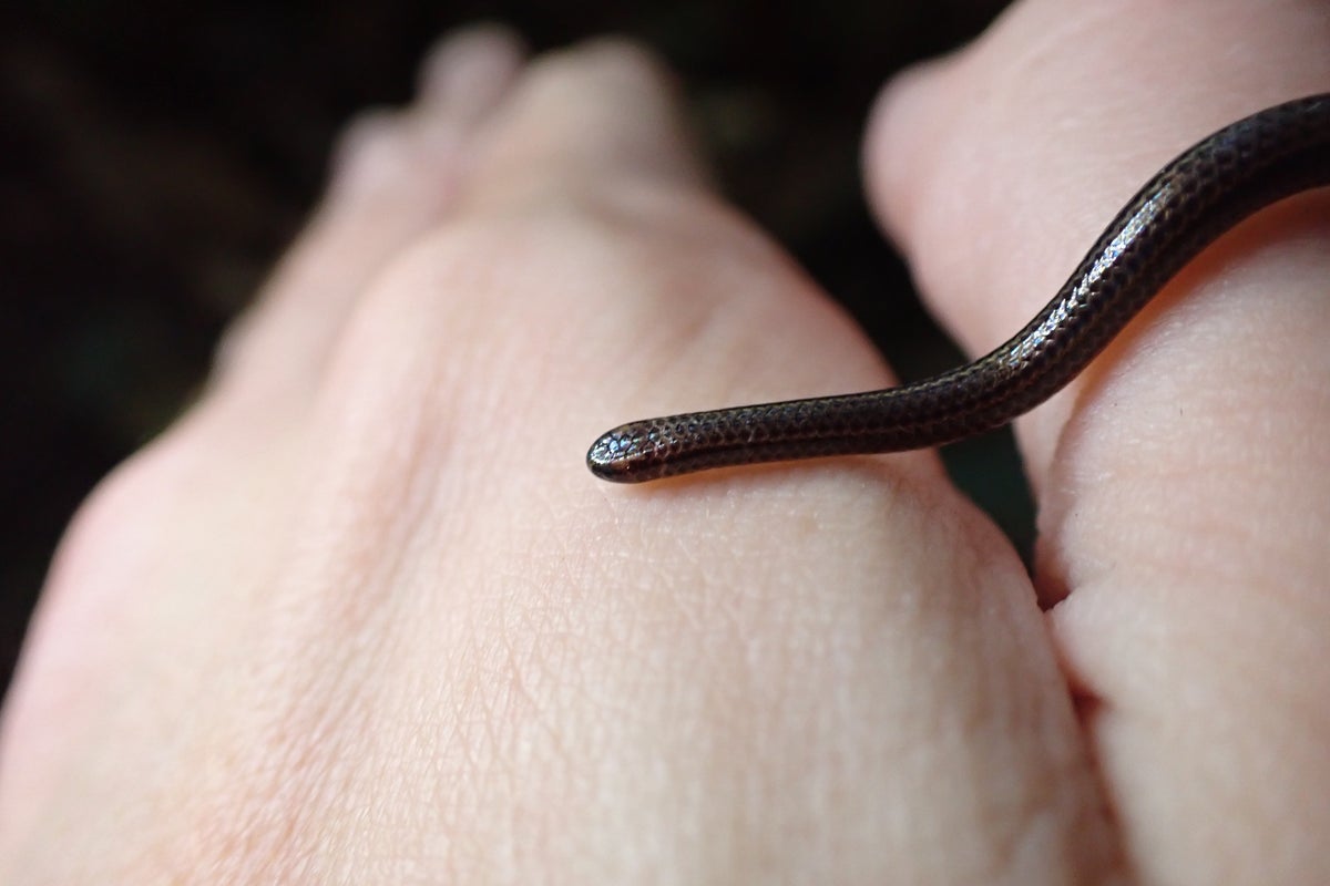 World’s tiniest snake is rediscovered after being in hiding for 20 years