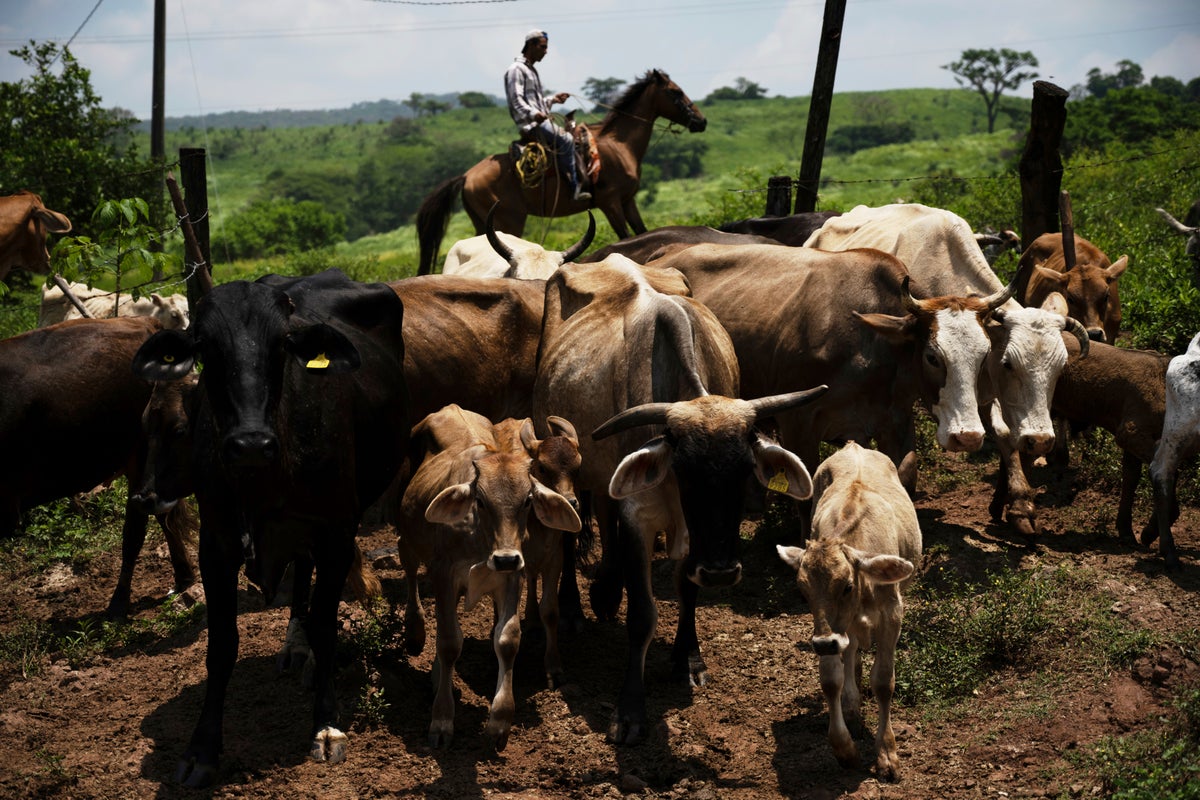 Ranchers struggling in battle against flesh-eating maggot ravaging cattle