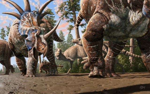 <p>Herd of ceratopsians accompanied by an ankylosaur walk through an old river channel as they are watched by two tyrannosaurs </p>