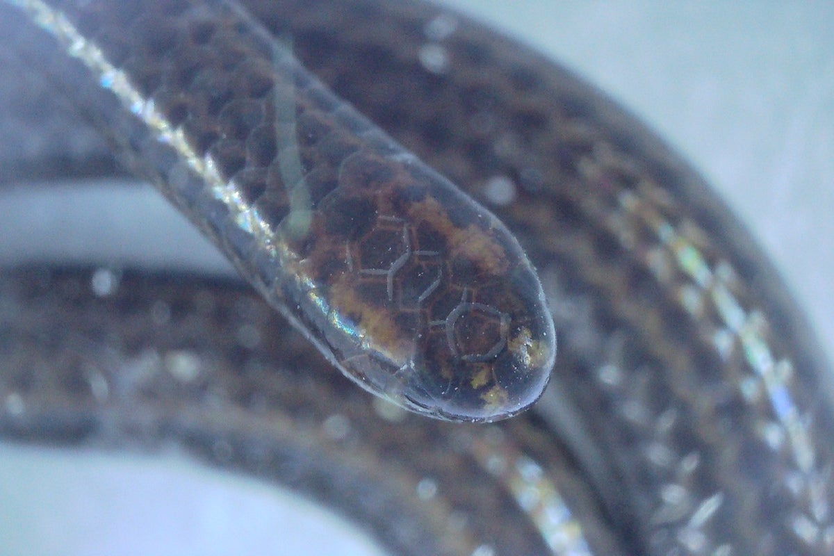 World’s smallest snake thought to be extinct – until now
