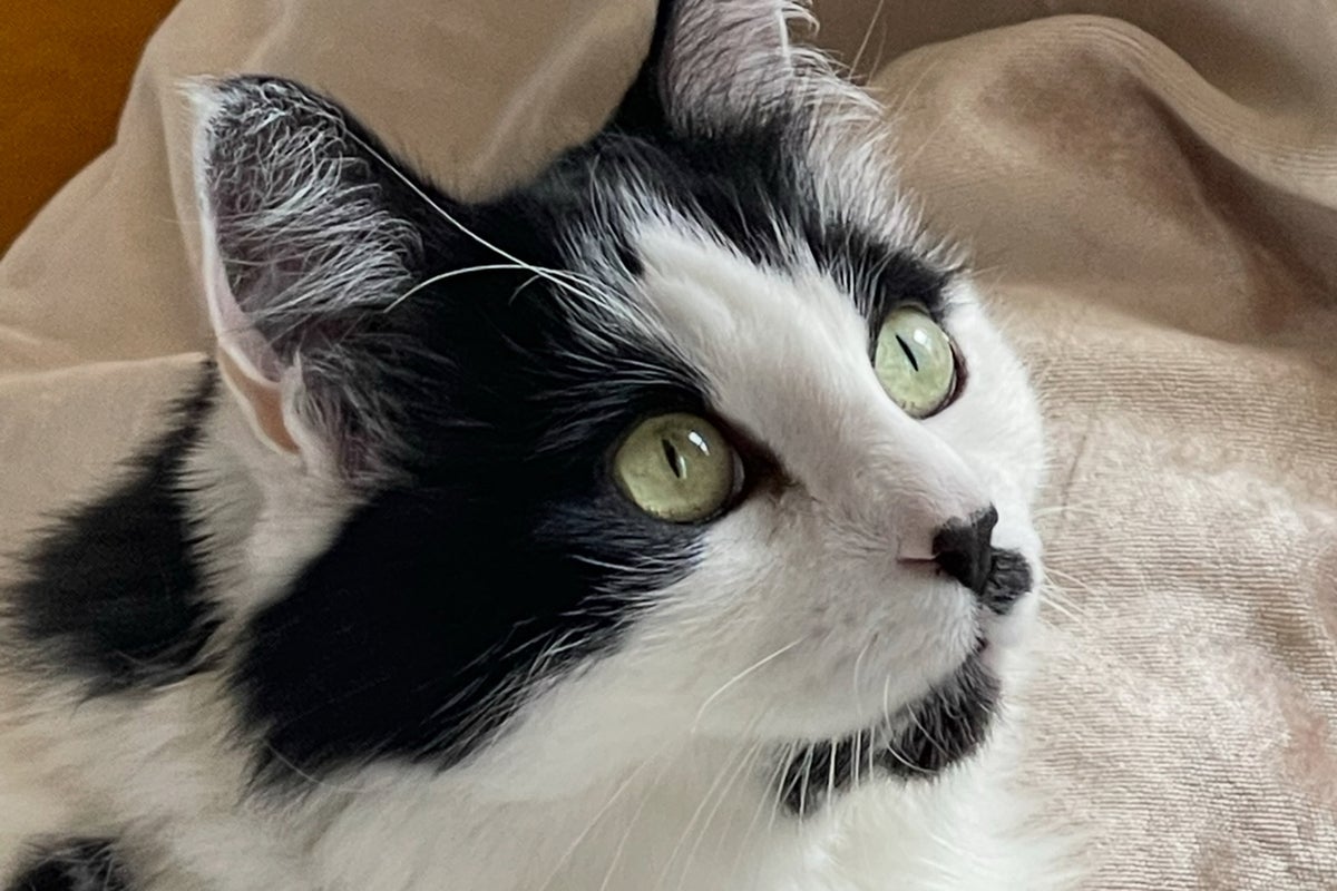 NYC woman wins full custody of cat after two-year legal battle with friend who didn’t return it after pet-sitting