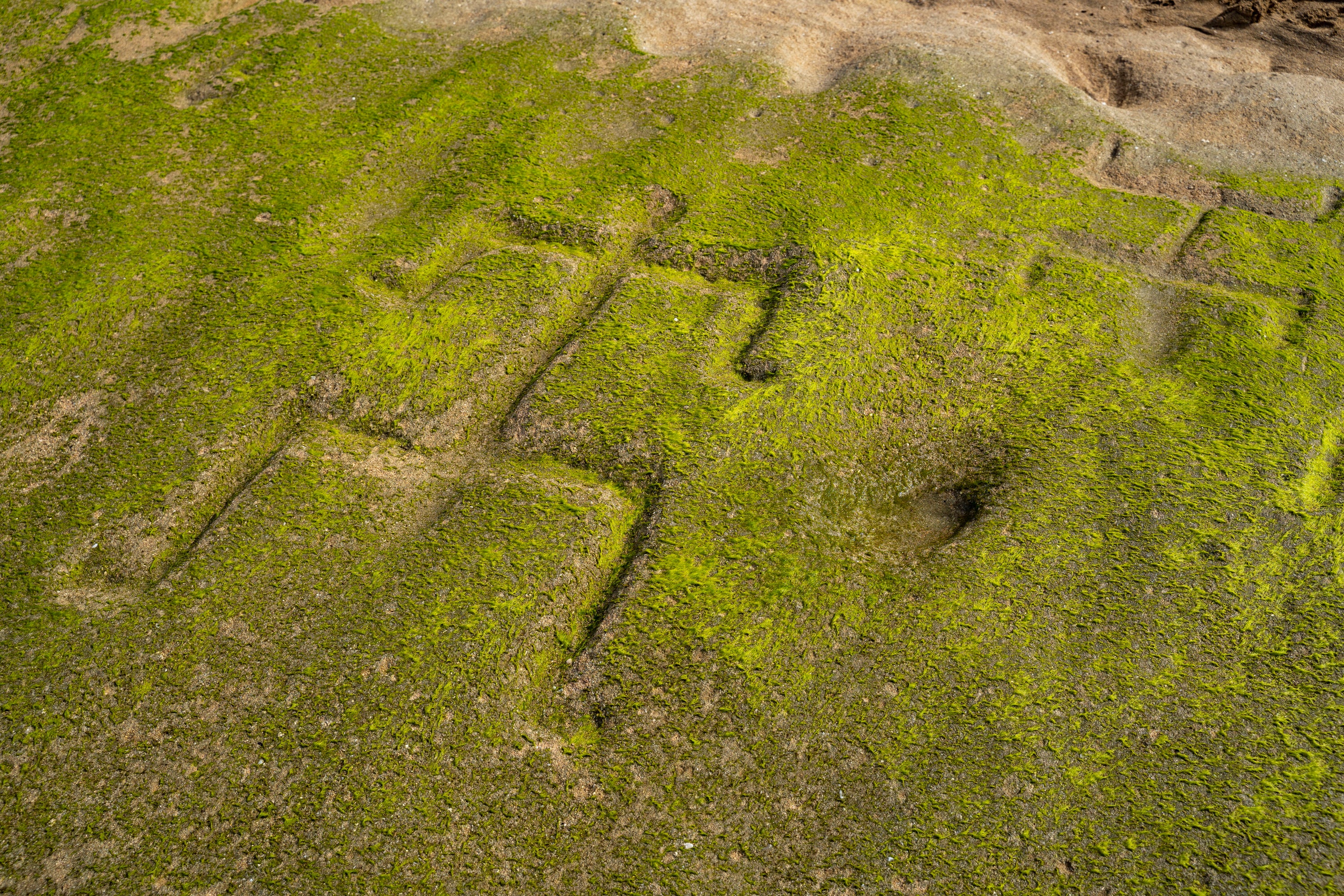 Eine Nahaufnahme zeigt zwei von mehreren menschlichen Petroglyphen, die am 22. Juli 2025 in Waianae, Hawaii, in den Felsen in Pokai Bay geschnitzt sind. (AP Photo/Mengshin Lin)