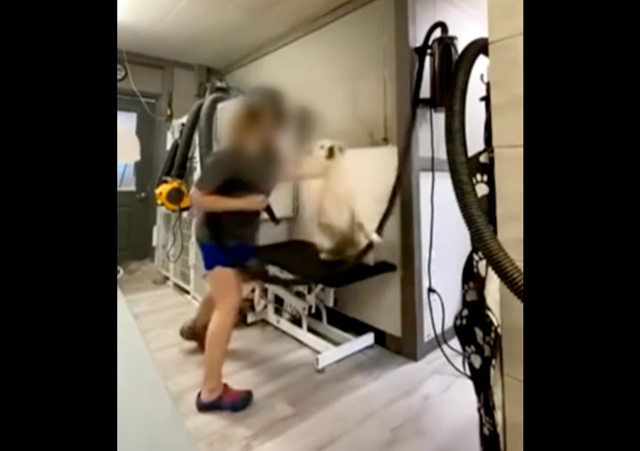 <p>A woman in North Carolina has been arrested and charged with four counts of felony animal cruelty after video emerged appearing to show her punching multiple dogs while working at a local pet grooming business</p>