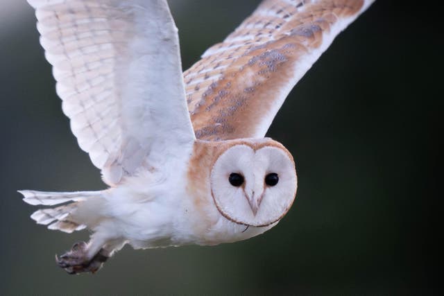 AI technology is being devised to monitor the sounds of barn owl chicks (James Manning/PA)