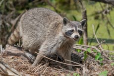 Why rabies is making a comeback this summer — and what you should know