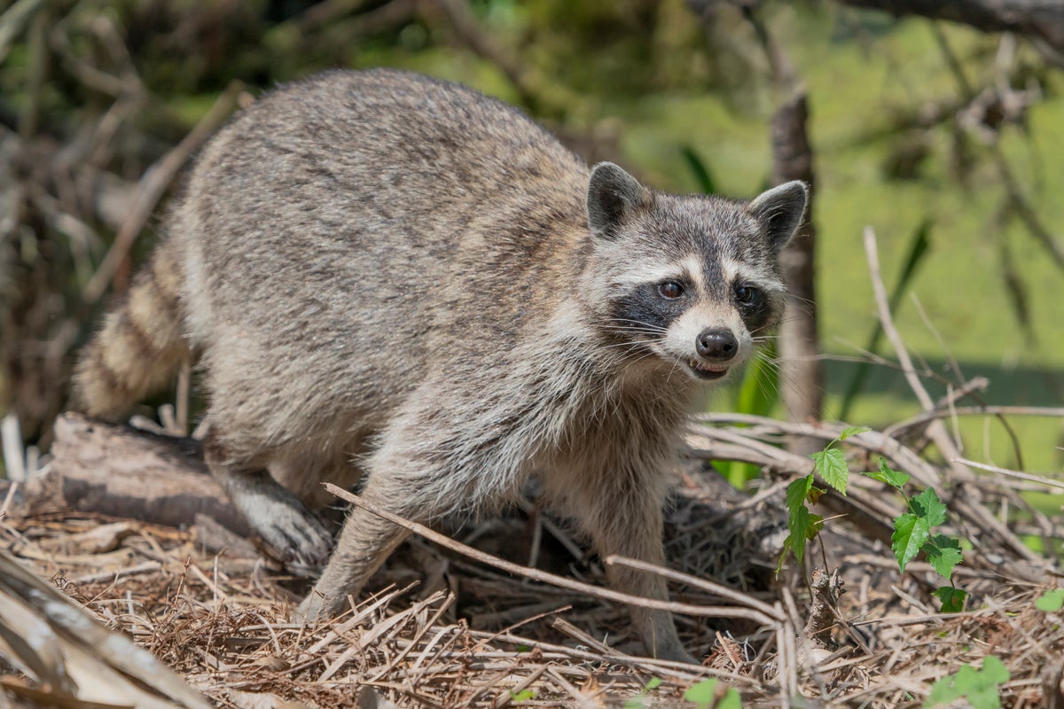 Raccoon falls from ceiling of upscale Wisconsin restaurant and bites customer, authorities say – UK Times Raccoon falls from ceiling of upscale Wisconsin restaurant and bites customer, authorities say – UK Times
