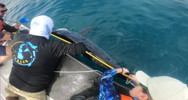 Die Forscher der Universität von Delaware haben zwei Mako -Haie mit Tags eingesetzt, um Wasserleitfähigkeit, Temperatur und Tiefe zu verfolgen. In Zukunft hoffen sie, mehr Arten zu markieren, versichern jedoch, dass sie alles tun, um die Auswirkungen auf die Probanden zu minimieren
