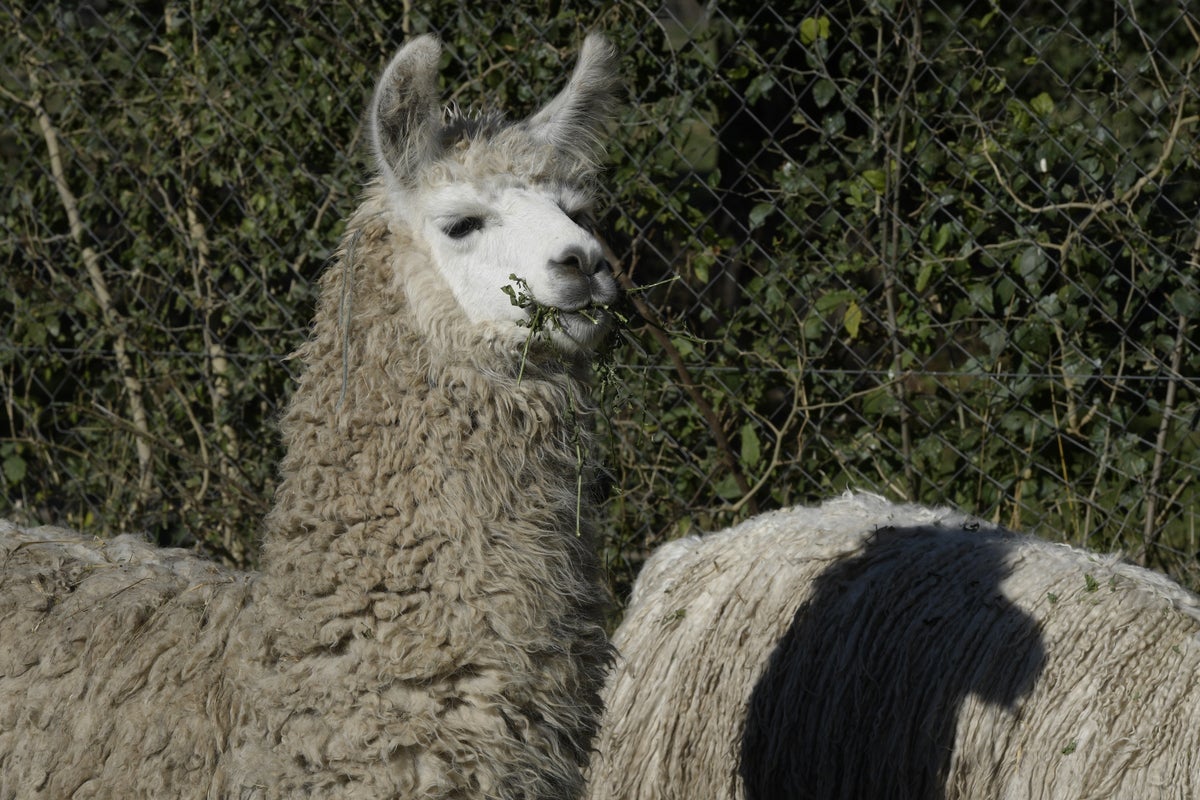 How llamas could change the way we treat schizophrenia