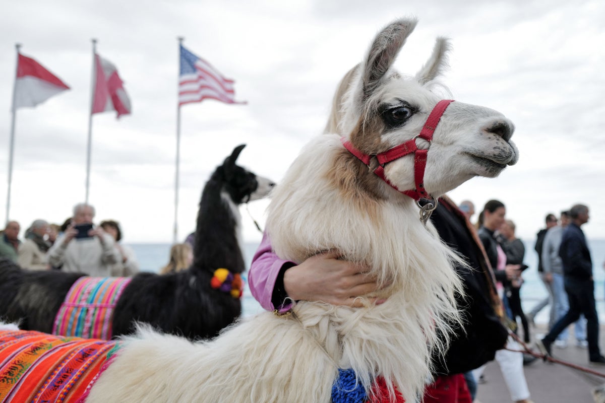 This fuzzy animal friend may be the key to treating schizophrenia
