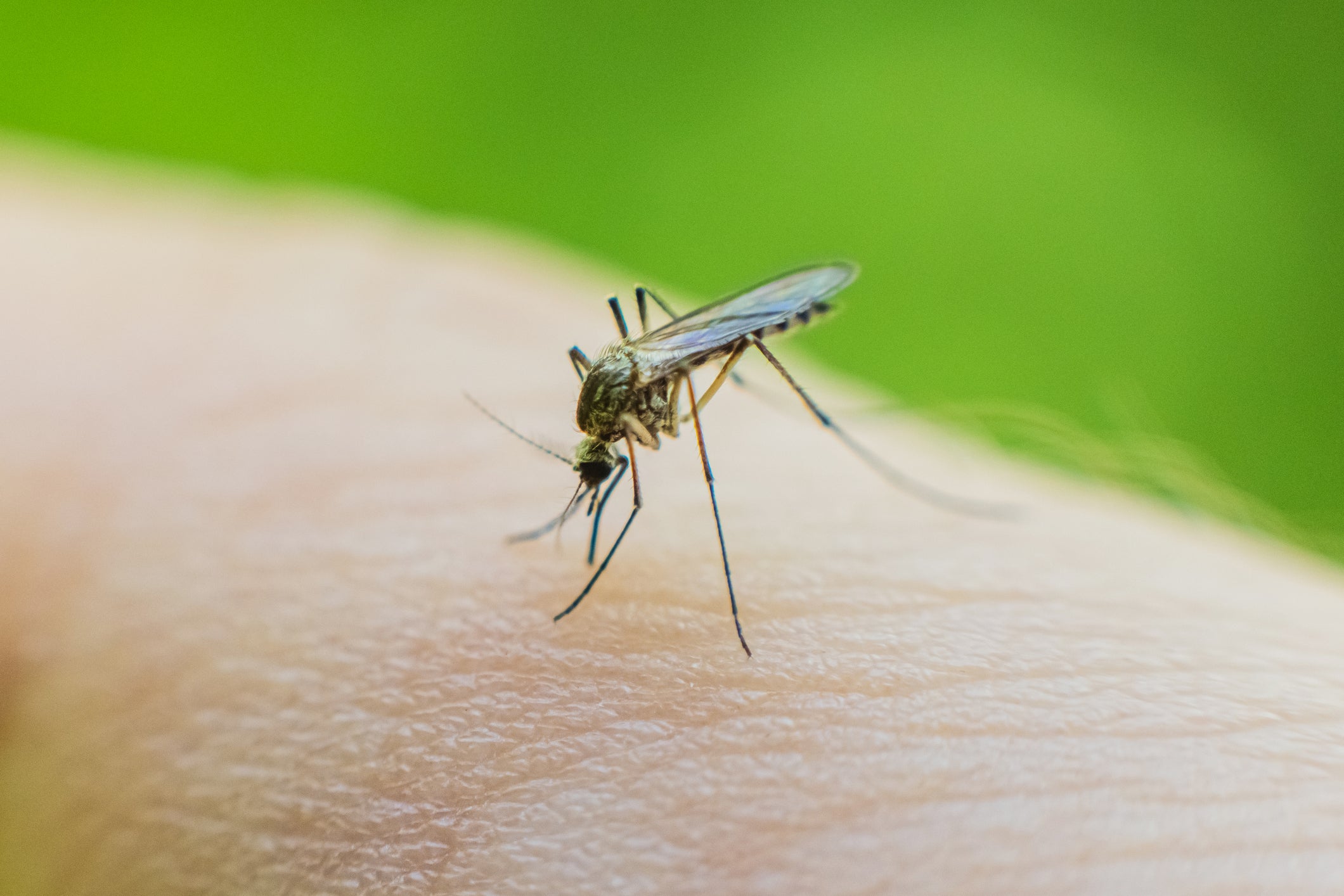 <p>West Nile virus can be transmitted to humans via bites from infected mosquitoes</p>