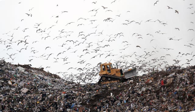 <p>Birds look for food at the Seaton Meadows landfill site in Hartlepool as workers clear the rubbish</p>