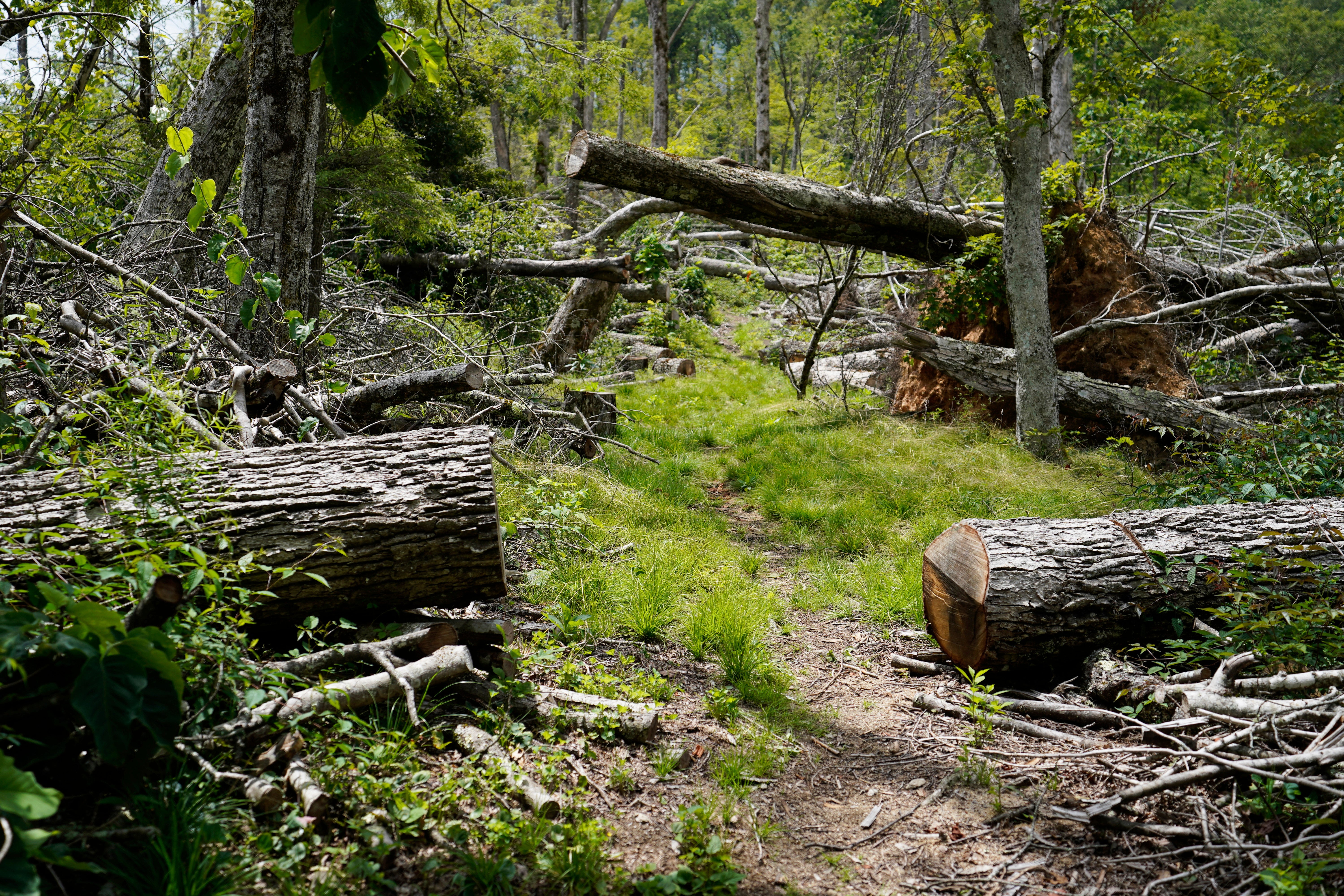 Hurricane Helene Appalachian Trail