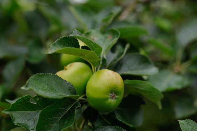 <p>Armagh Bramley Apples growing at the orchards at Ardress in Co Armagh. (Philip Magowan/PA)</p>