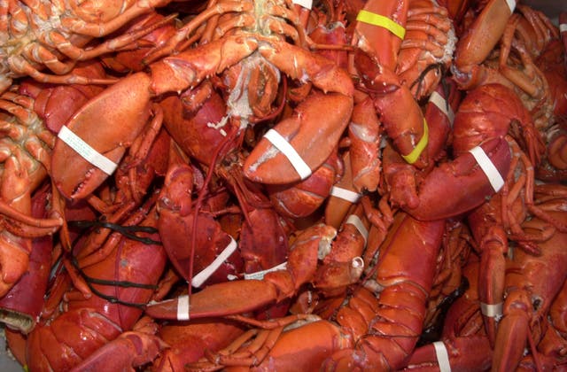 <p>Animal rights group PETA filed a lawsuit against the Maine Lobster Festival, claiming the event organizers are torturing lobsters by steaming them to eat. </p>