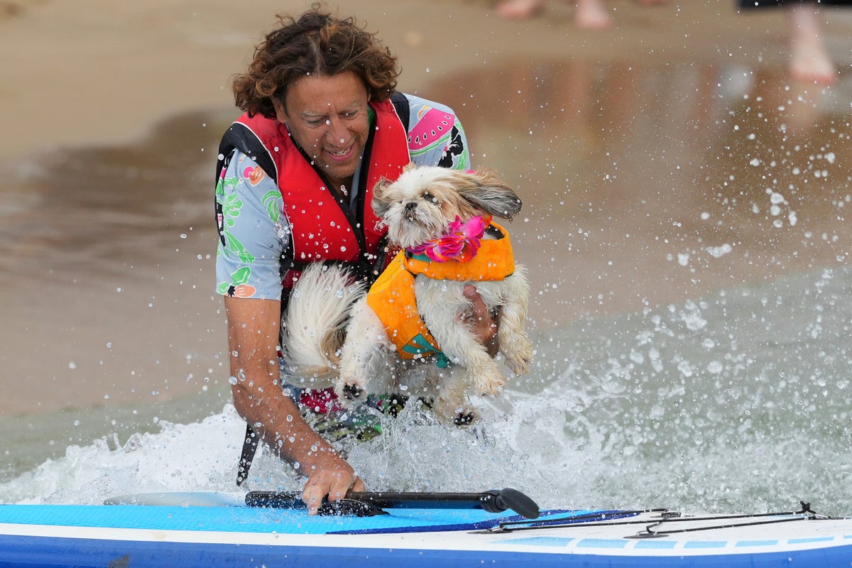 Images show dogs and their owners take to paddleboards for fun event on England's south coast
