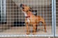Imported dogs could carry disease or behaviour risk, RSPCA warns