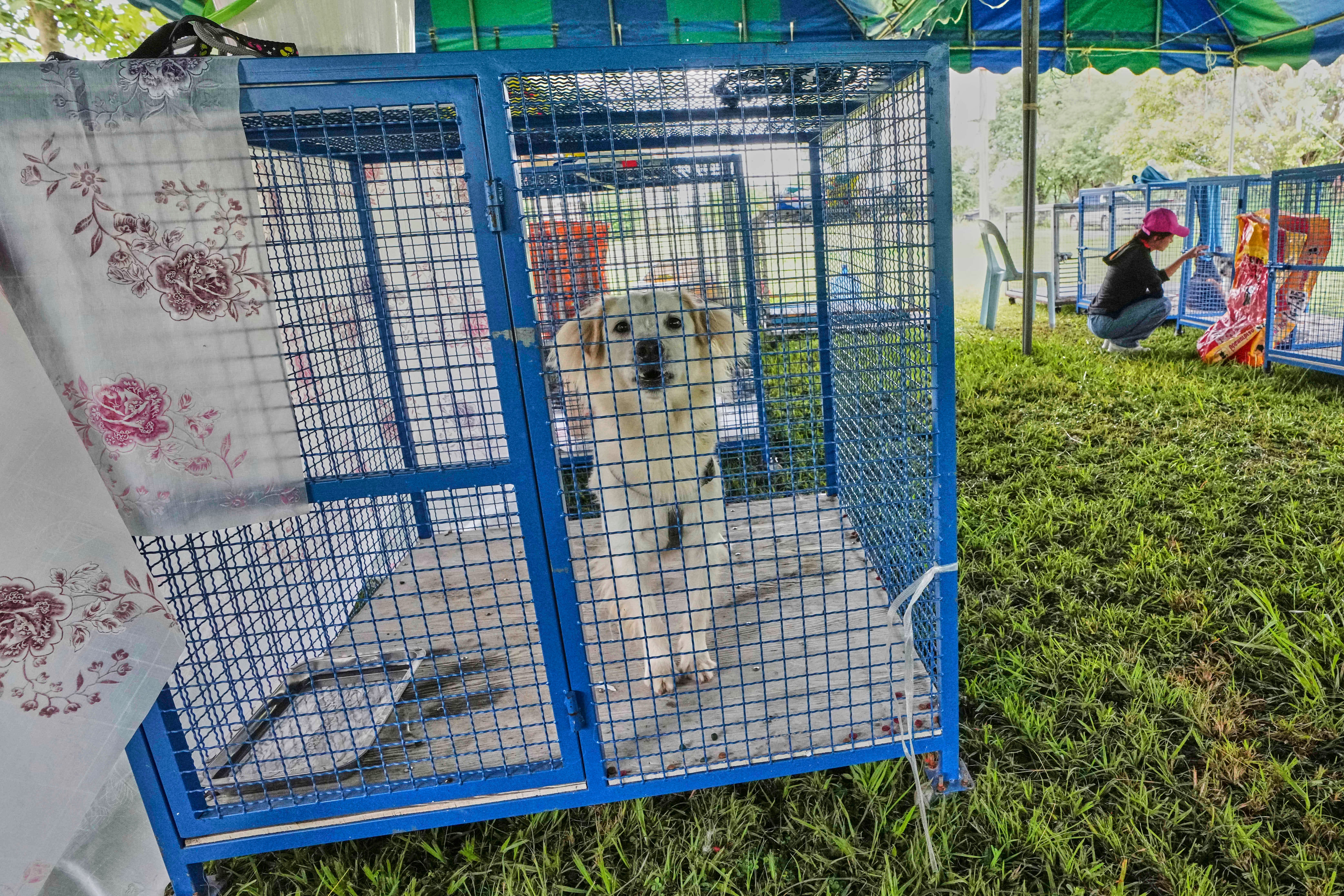 Thailand Cambodia Conflict Pets