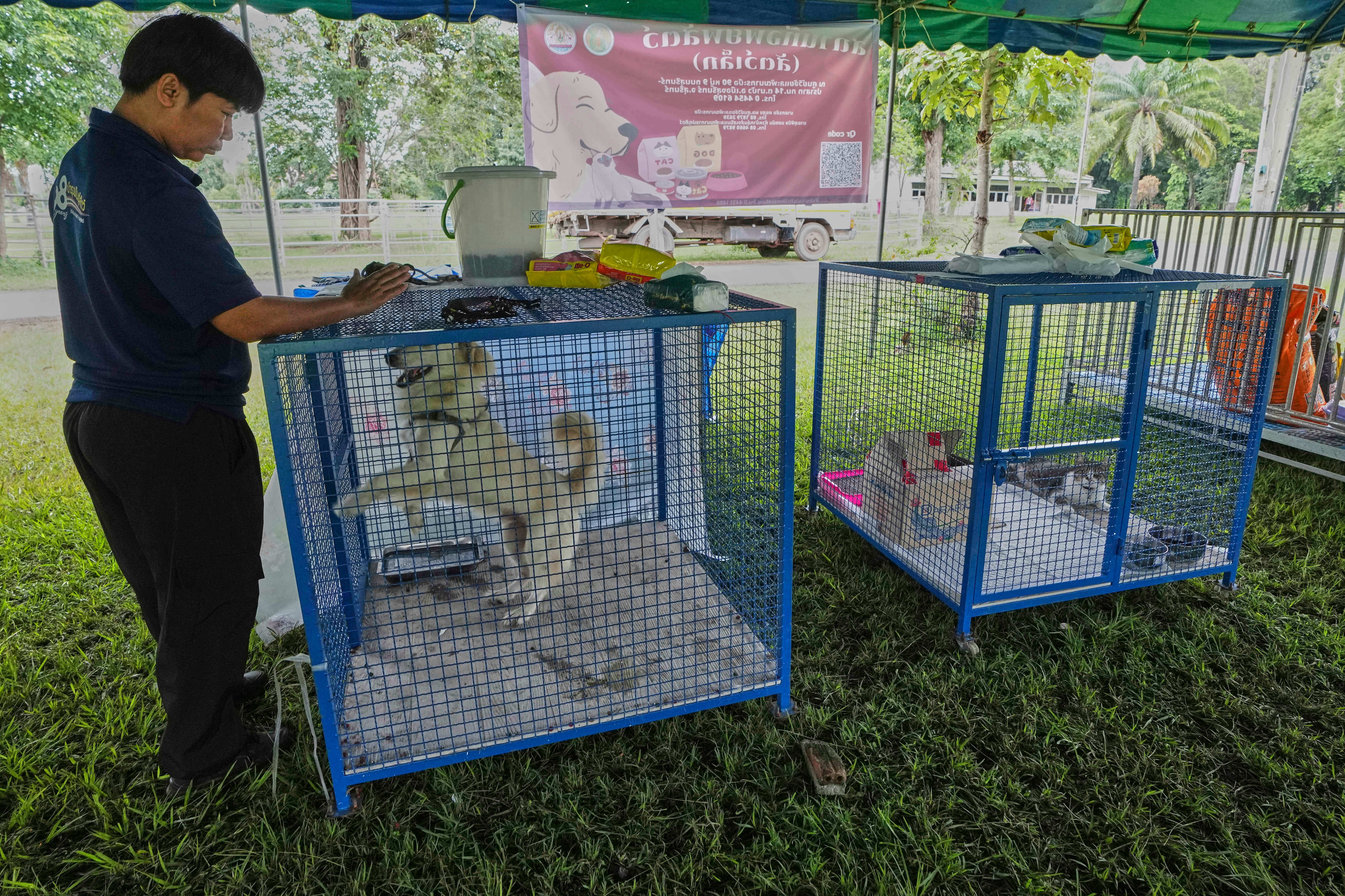 Thailand Cambodia Conflict Pets