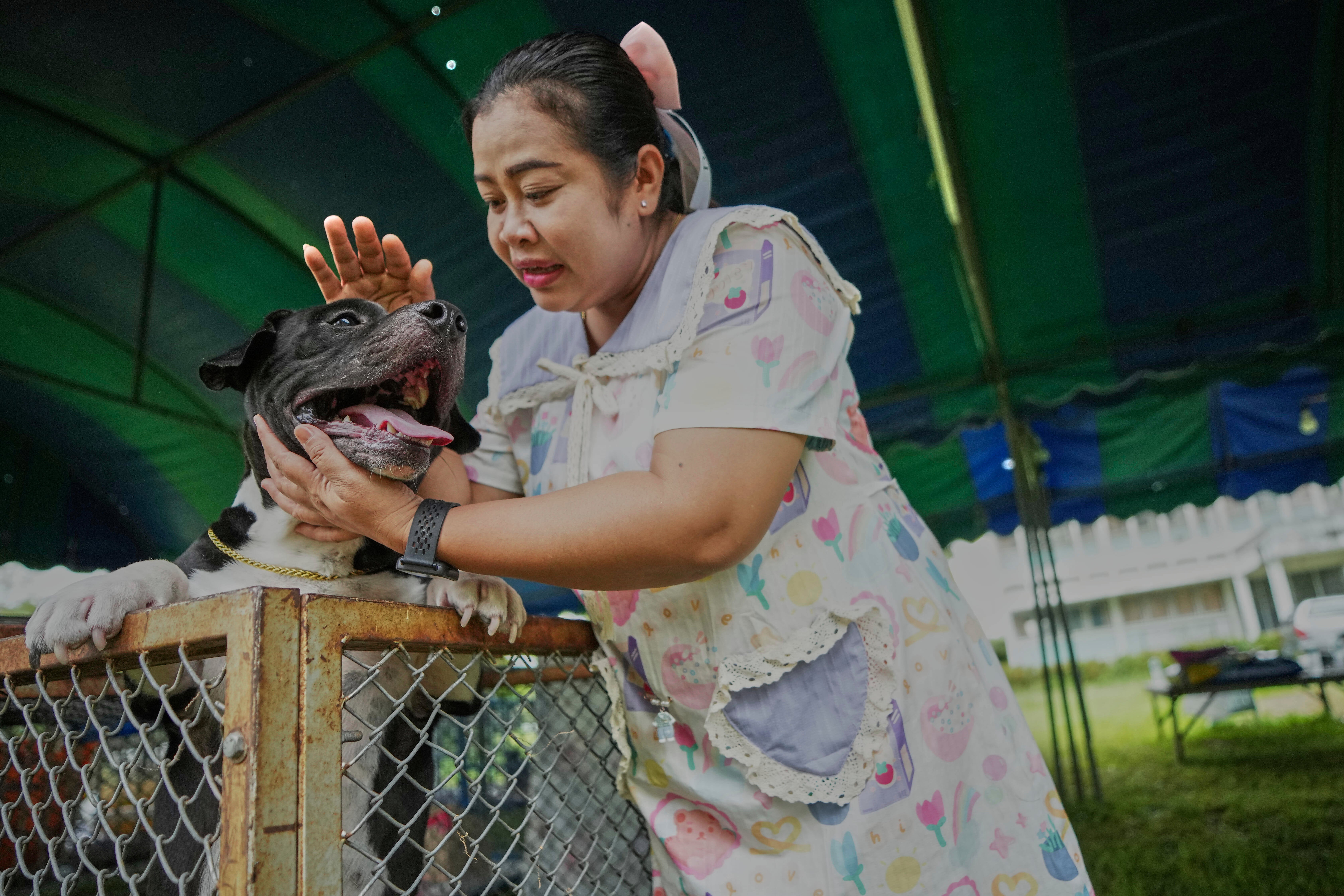 Thailand Cambodia Conflict Pets