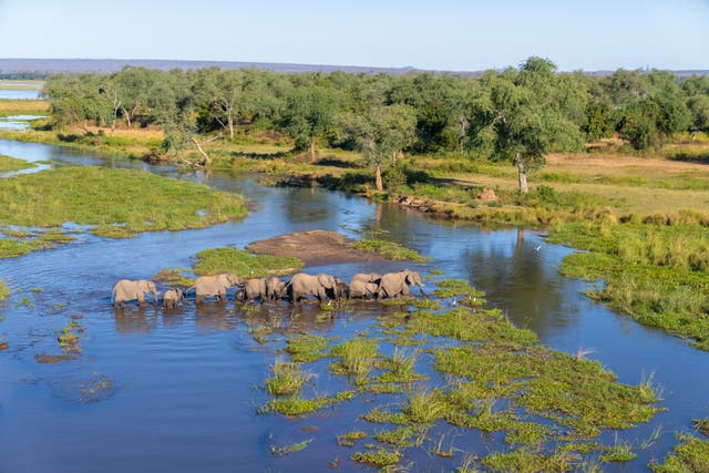 <p>Elephants parade through the Lower Zambezi National Park in Zambia. Conservation Lower Zambezi, a key NGO carrying out conservation work in the park, has been hit hard by cuts to US foreign aid</p>