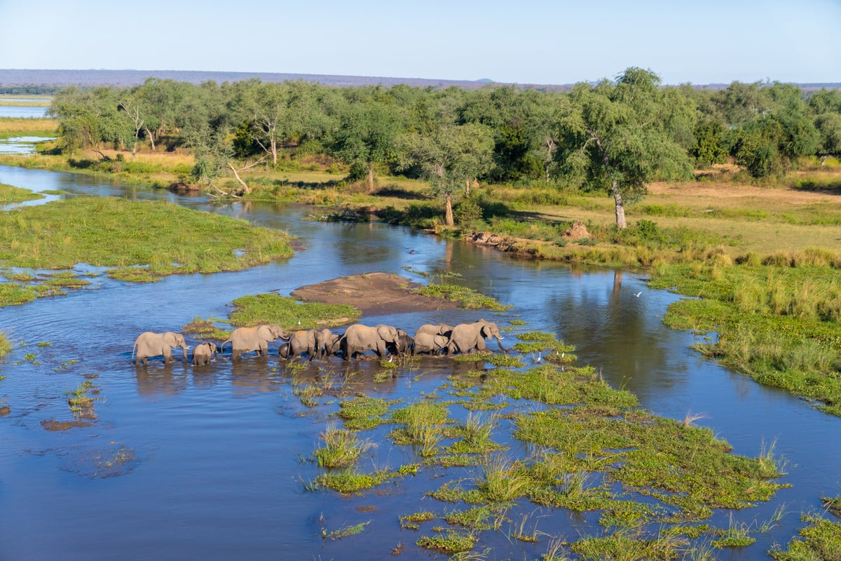 The struggle to protect wildlife around the world as Trump’s aid cuts start to bite