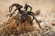 The tarantula invasion has begun – here’s where you’ll need to watch your step