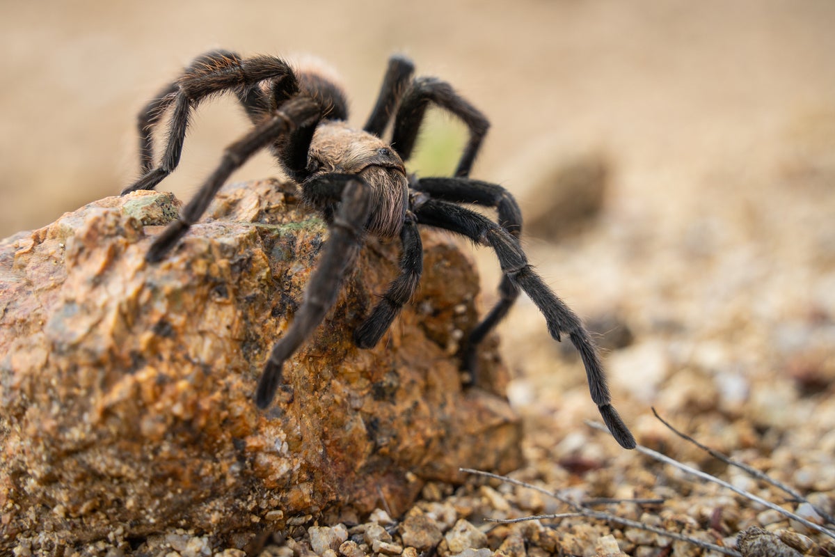 The tarantula invasion has begun! Here’s where you’ll need to watch your step