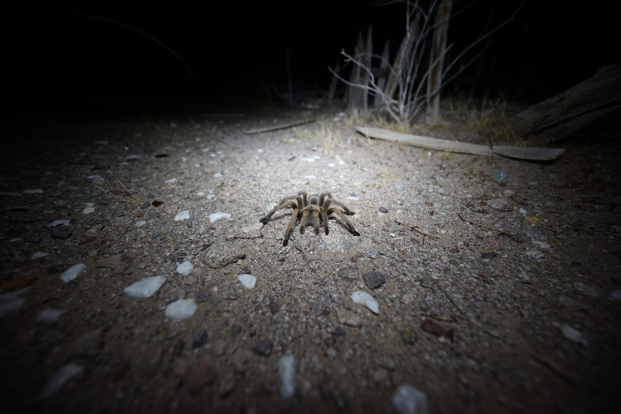 To see the nocturnal predators, experts say people should head out at night in summer. In later months, people can see them before dusk