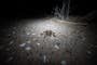Where to watch out for tarantulas this summer