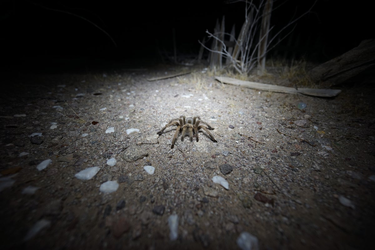 Where to watch out for tarantulas this summer