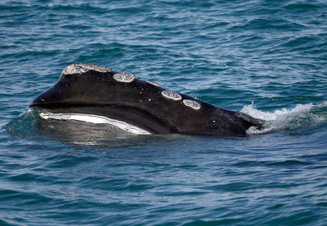 <p>A North Atlantic right whale feeds on the surface of Cape Cod bay </p>