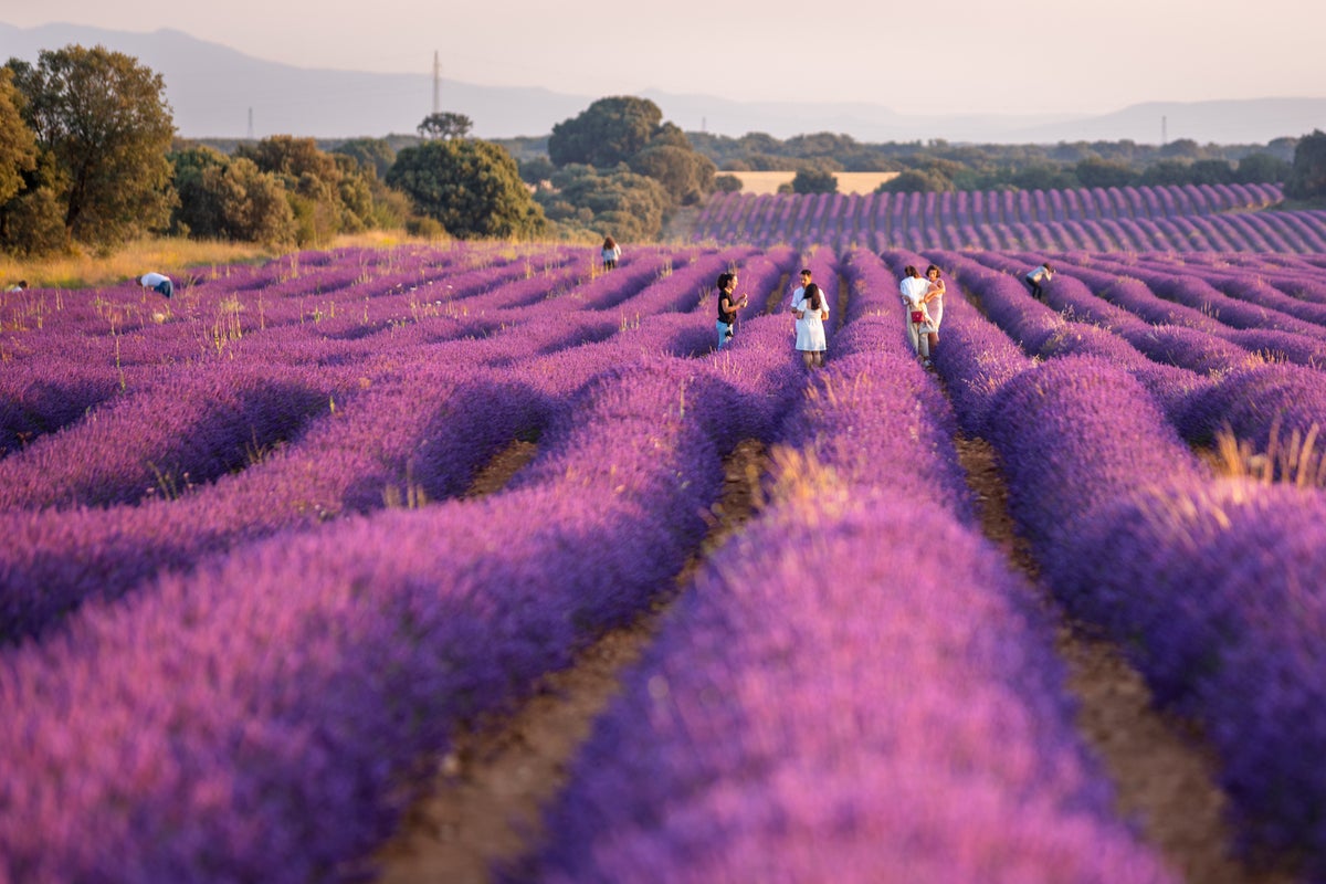 Tourists warned to stay away from Instagrammable lavender fields in Spanish town at weekends