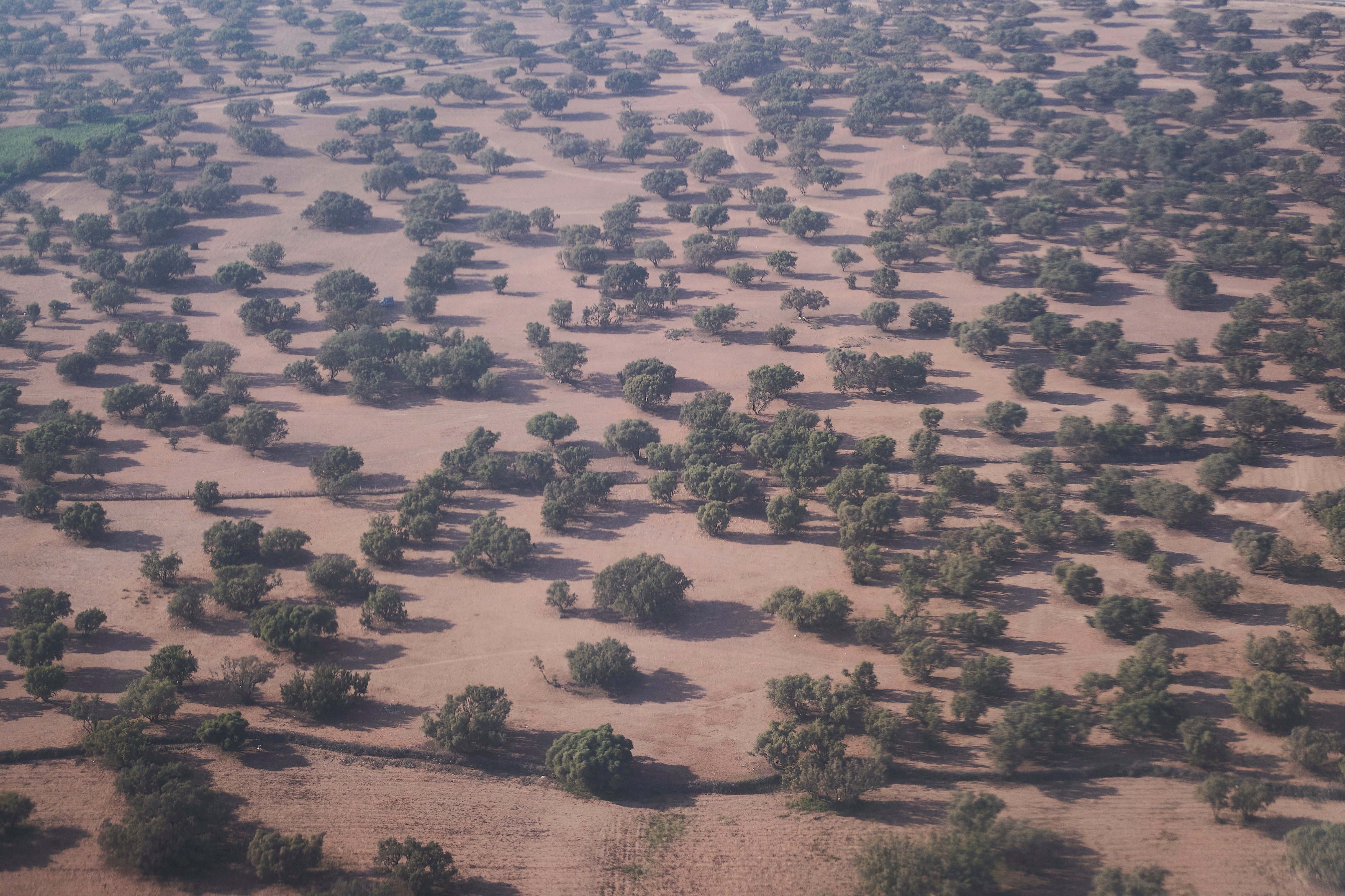 A forest of argan trees is visible in Agadir, Morocco