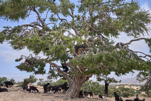 <p>Goats climb and feed on an argan tree in Essaouira, Morocco</p>
