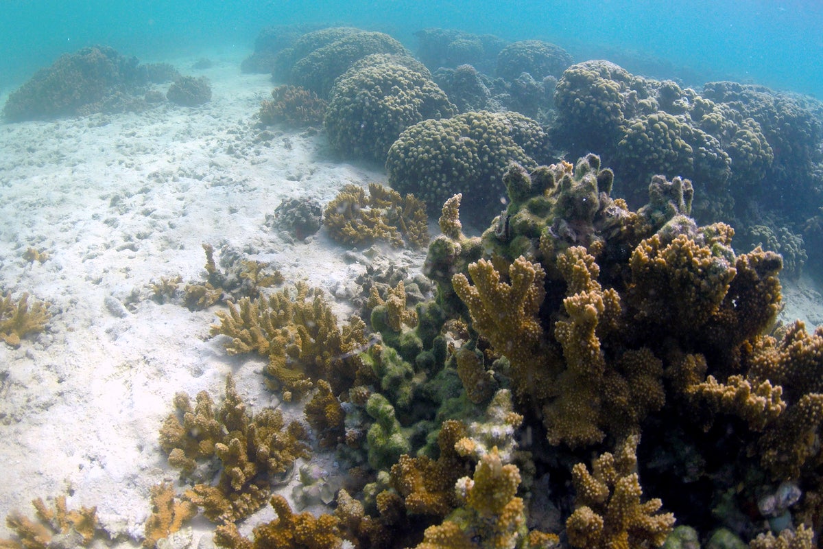 Honolulu's lawsuit against fossil fuel companies leads climate change legal fight