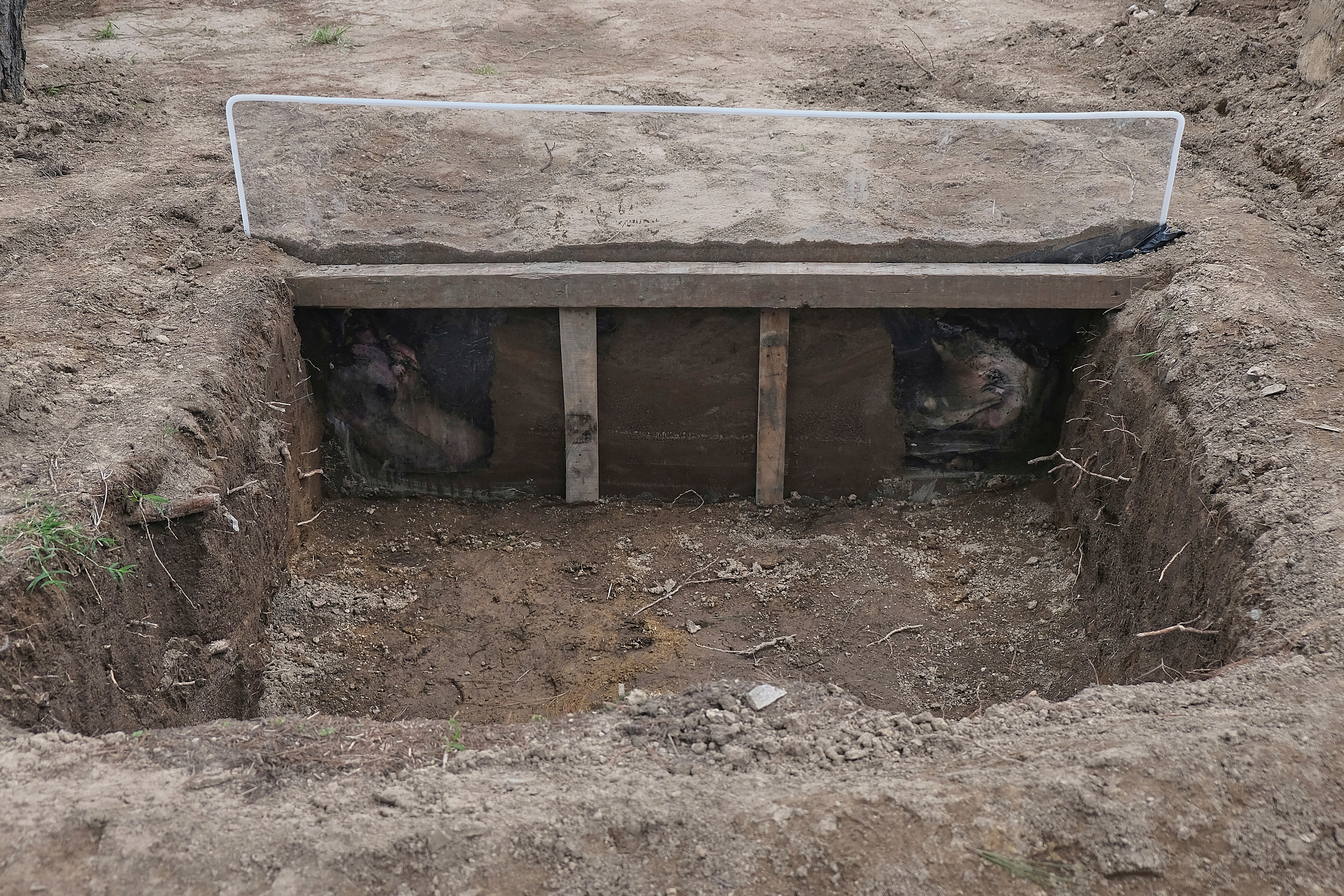 A view of a burial site of pig carcasses that are proxies for humans in research to help find people who have gone missing in Mexico during decades of drug cartel violence, in Zapopan, Mexico