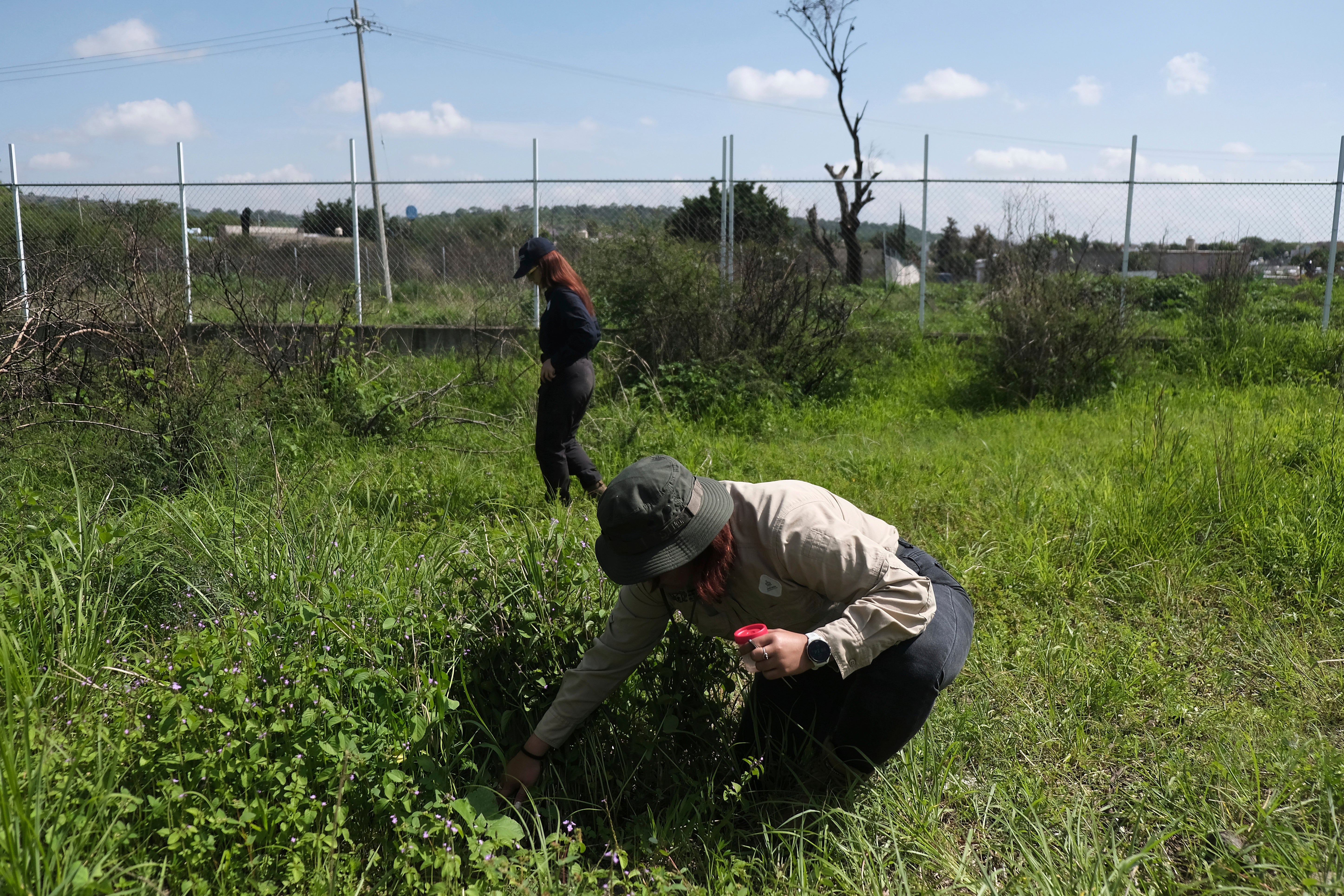 A member of the State Commission for the Search for Missing Persons collects insects within the experimental grounds in order to gather information and improve the location of clandestine graves through observation, geological analysis, and geospatial drones in Cajititlan, Mexico