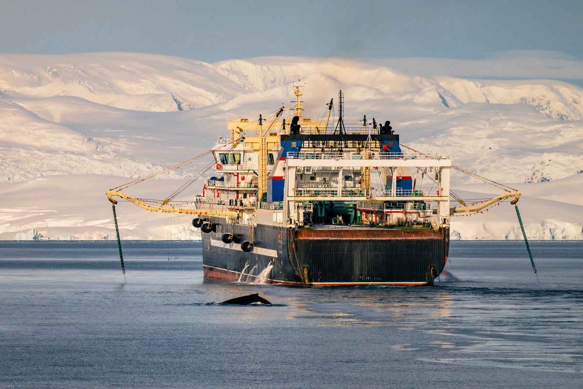 Krill catch in Antarctica soars to record following collapse of conservation deal