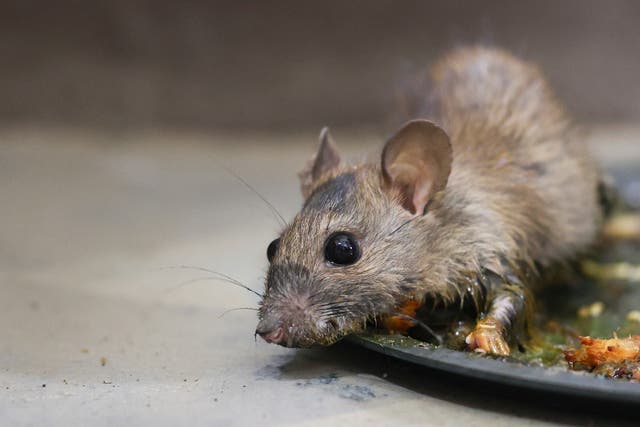 <p>Mice have infested a Texas movie theater</p>