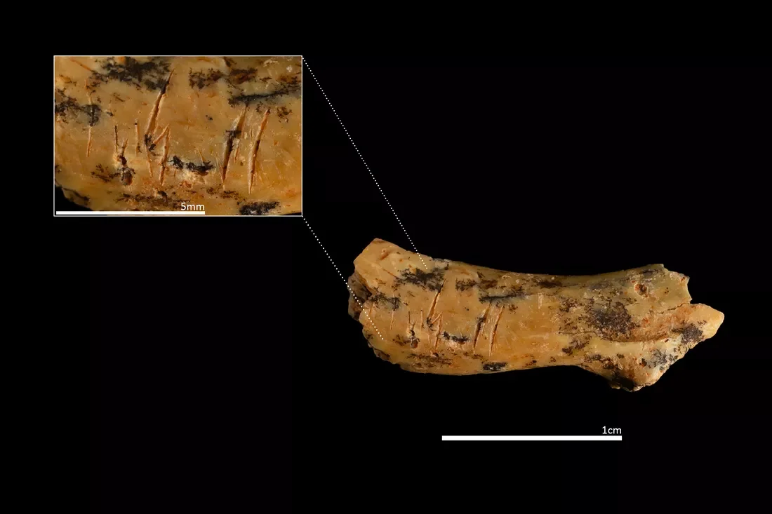 Cut marks on vertebral bone remains