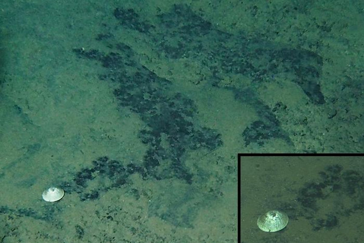 Record-breaking deep-sea snail species discovered 6km underwater