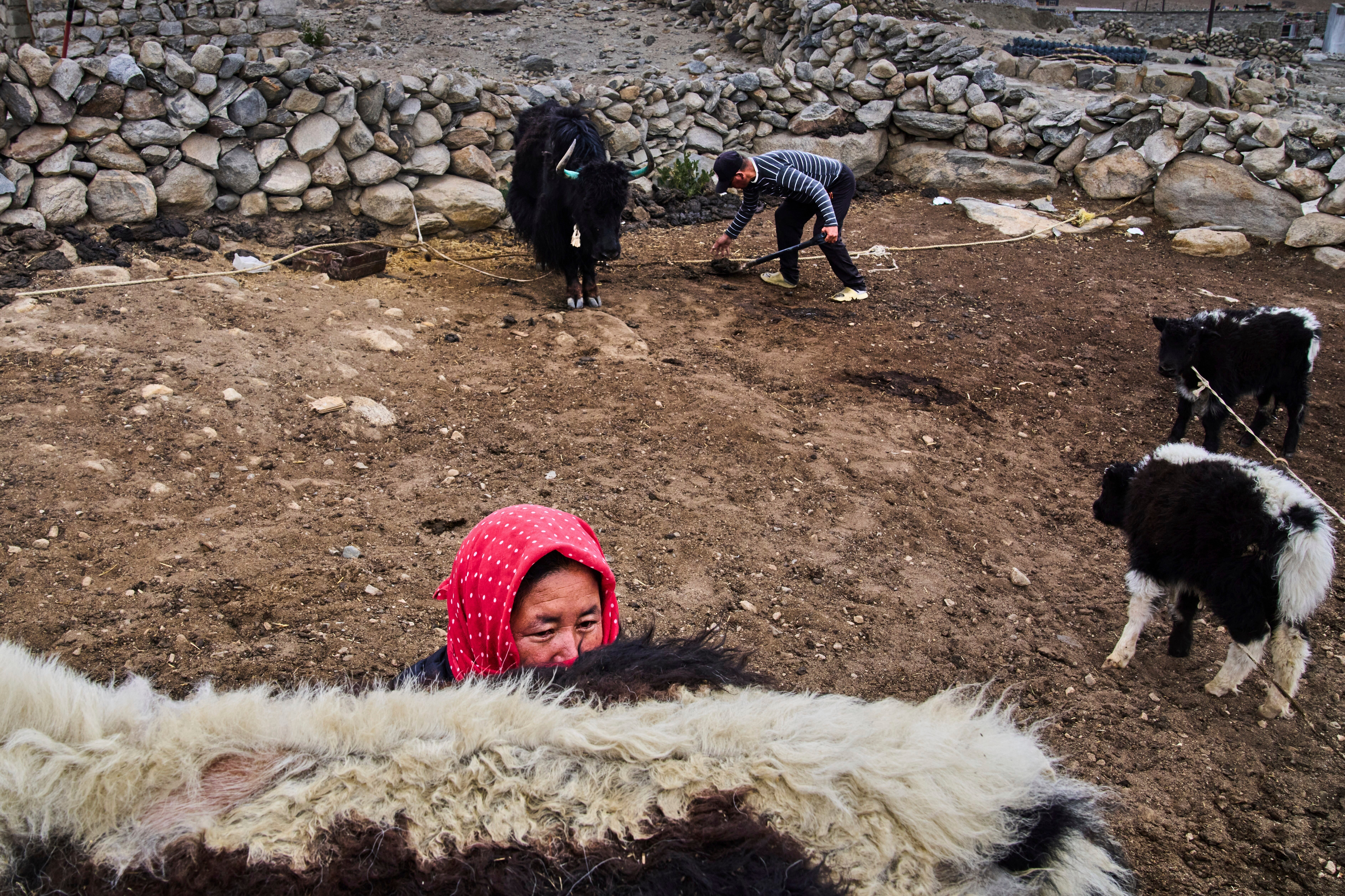 APTOPIX Climate India Heat Yak Herders