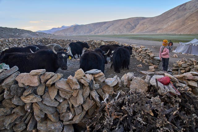 Climate India Heat Yak Herders